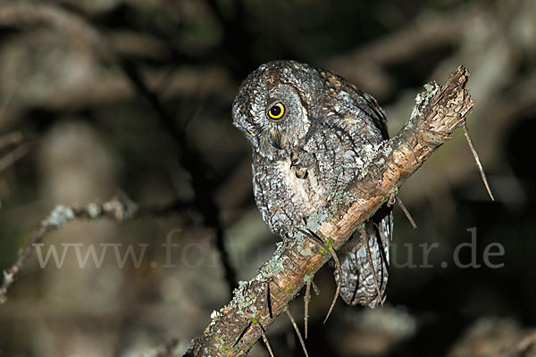 Afrikanische Zwergohreule (Otus senegalensis)