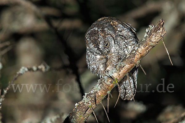 Afrikanische Zwergohreule (Otus senegalensis)