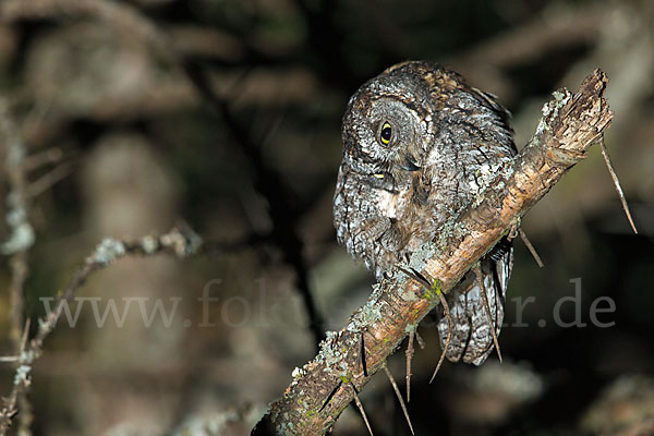 Afrikanische Zwergohreule (Otus senegalensis)