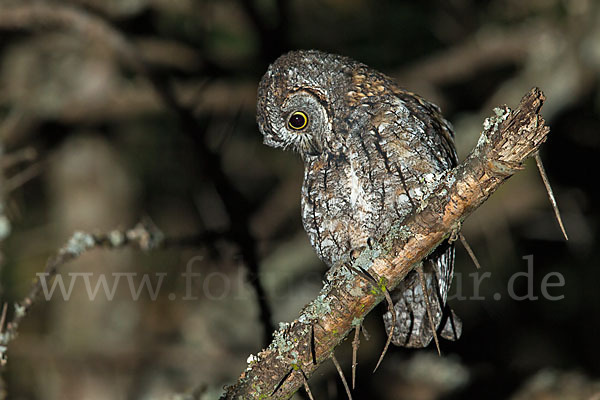 Afrikanische Zwergohreule (Otus senegalensis)