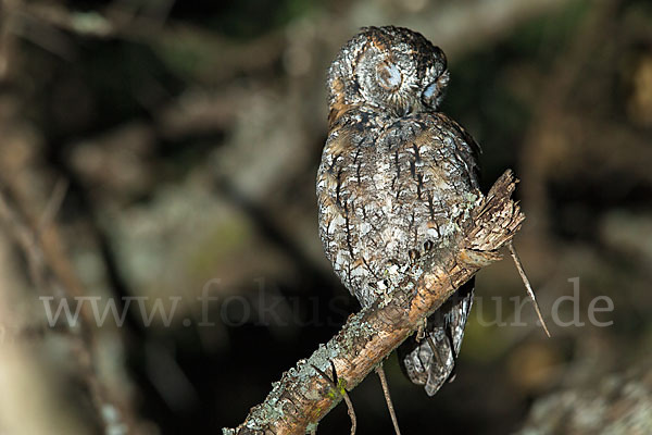 Afrikanische Zwergohreule (Otus senegalensis)