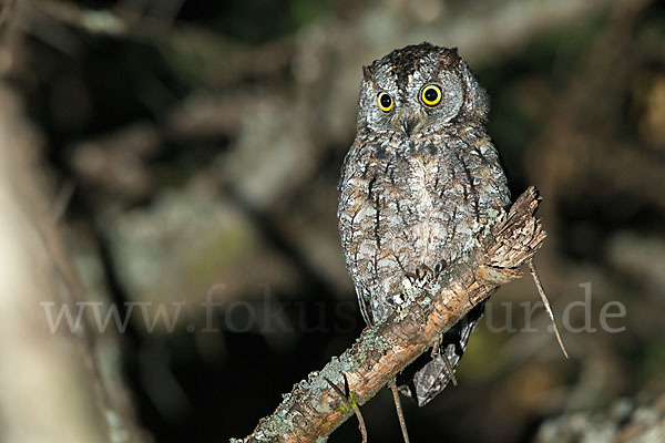 Afrikanische Zwergohreule (Otus senegalensis)