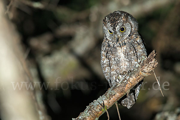 Afrikanische Zwergohreule (Otus senegalensis)