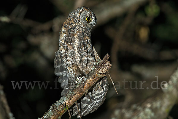 Afrikanische Zwergohreule (Otus senegalensis)