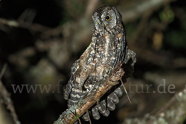 Afrikanische Zwergohreule (Otus senegalensis)