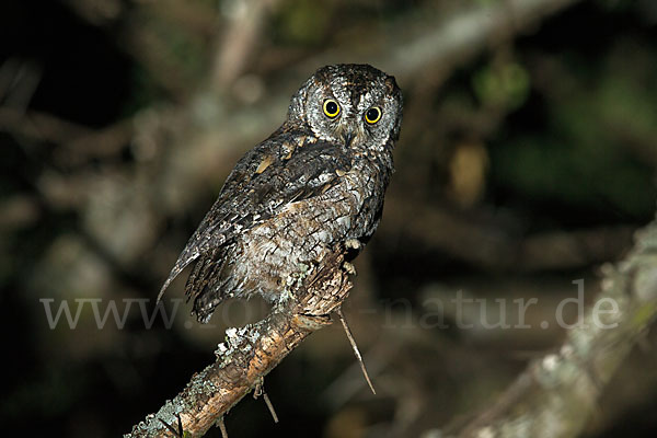 Afrikanische Zwergohreule (Otus senegalensis)