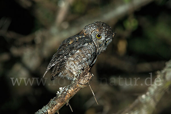 Afrikanische Zwergohreule (Otus senegalensis)