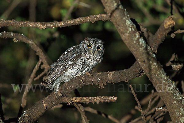 Afrikanische Zwergohreule (Otus senegalensis)