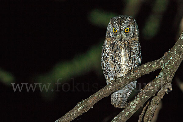 Afrikanische Zwergohreule (Otus senegalensis)