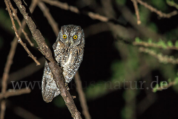 Afrikanische Zwergohreule (Otus senegalensis)