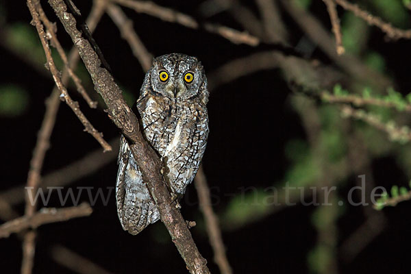 Afrikanische Zwergohreule (Otus senegalensis)