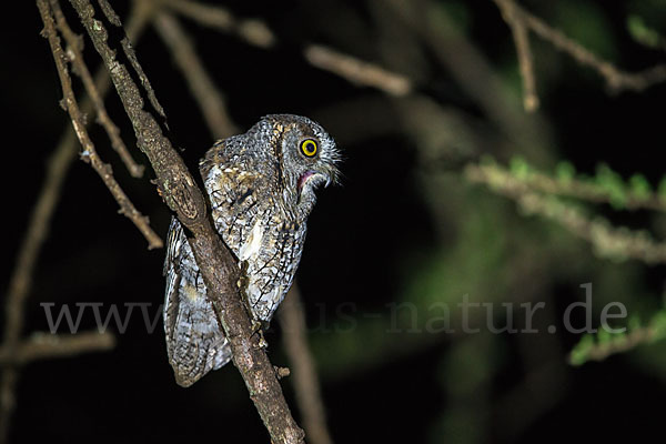 Afrikanische Zwergohreule (Otus senegalensis)