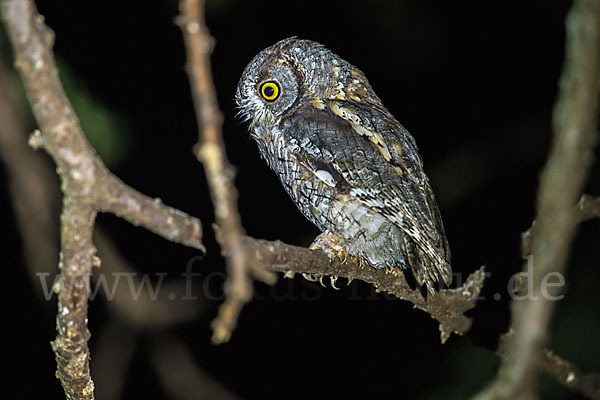 Afrikanische Zwergohreule (Otus senegalensis)