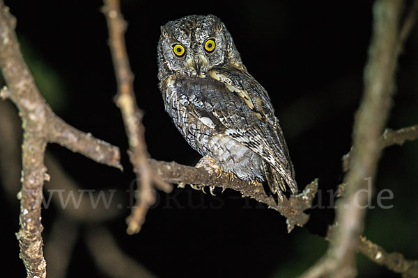 Afrikanische Zwergohreule (Otus senegalensis)