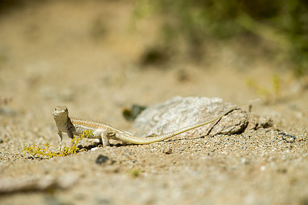 Afrikanischer Fransenfinger (Acanthodactylus boscianus)