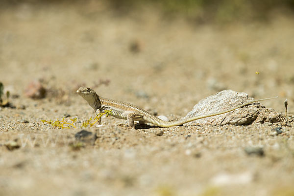 Afrikanischer Fransenfinger (Acanthodactylus boscianus)