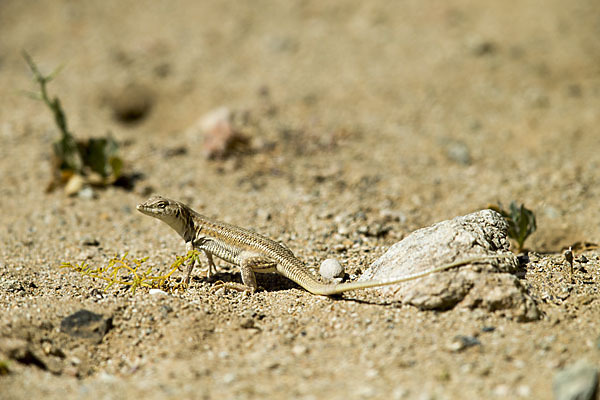 Afrikanischer Fransenfinger (Acanthodactylus boscianus)