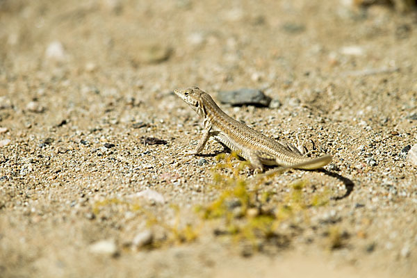 Afrikanischer Fransenfinger (Acanthodactylus boscianus)