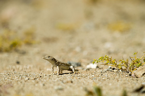 Afrikanischer Fransenfinger (Acanthodactylus boscianus)