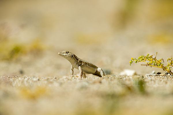 Afrikanischer Fransenfinger (Acanthodactylus boscianus)