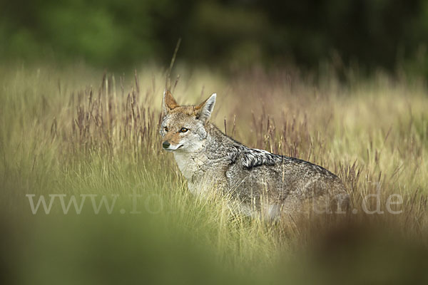 Afrikanischer Goldwolf (Canis anthus)