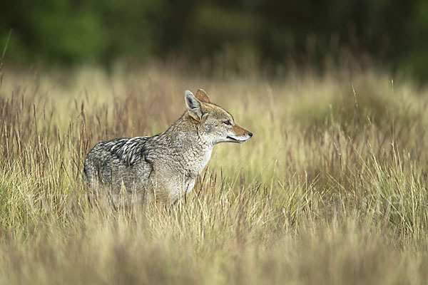 Afrikanischer Goldwolf (Canis anthus)