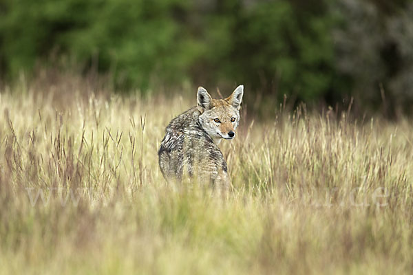 Afrikanischer Goldwolf (Canis anthus)