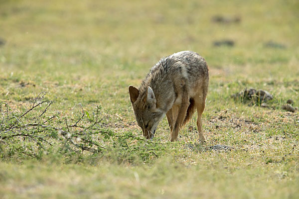 Afrikanischer Goldwolf (Canis anthus)