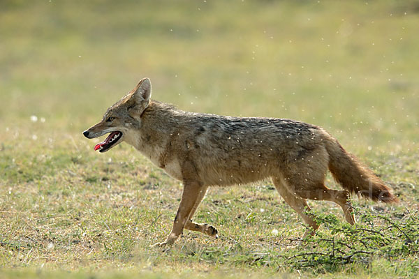 Afrikanischer Goldwolf (Canis anthus)