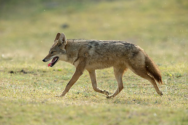 Afrikanischer Goldwolf (Canis anthus)