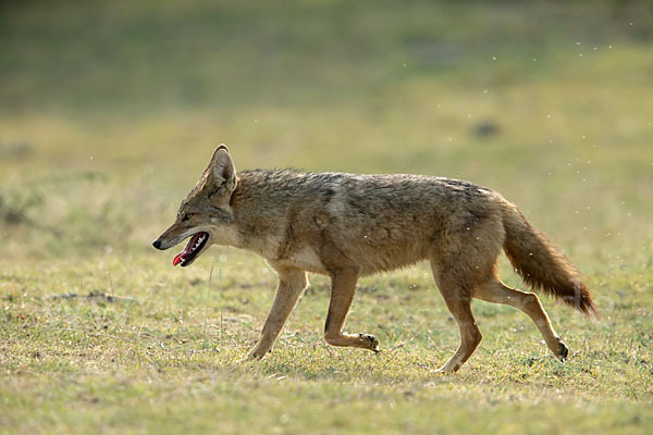 Afrikanischer Goldwolf (Canis anthus)