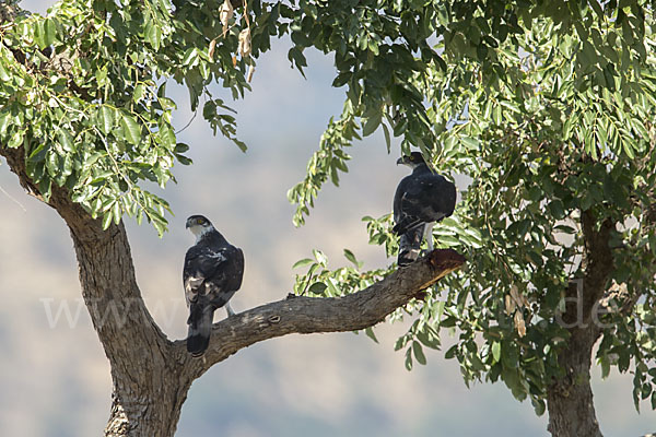 Afrikanischer Habichtsadler (Aquila spilogaster)