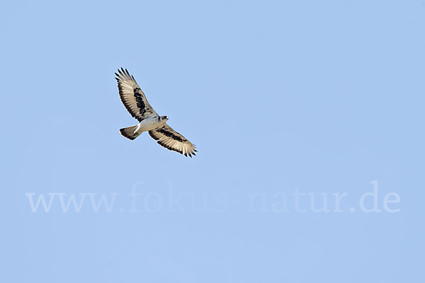 Afrikanischer Habichtsadler (Aquila spilogaster)