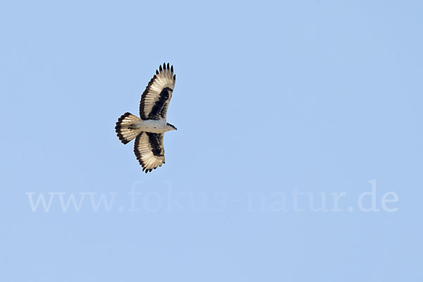 Afrikanischer Habichtsadler (Aquila spilogaster)