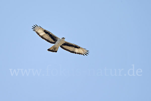 Afrikanischer Habichtsadler (Aquila spilogaster)