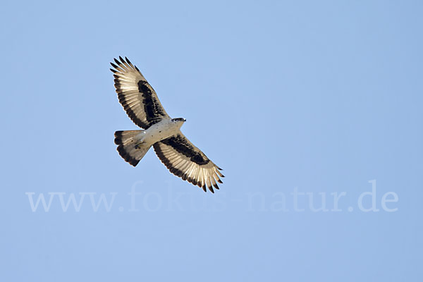 Afrikanischer Habichtsadler (Aquila spilogaster)