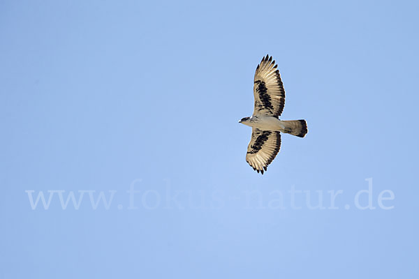 Afrikanischer Habichtsadler (Aquila spilogaster)