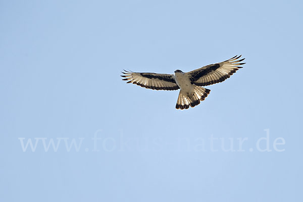 Afrikanischer Habichtsadler (Aquila spilogaster)