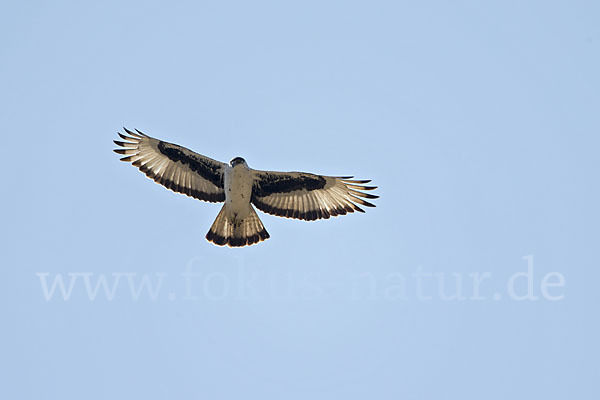 Afrikanischer Habichtsadler (Aquila spilogaster)