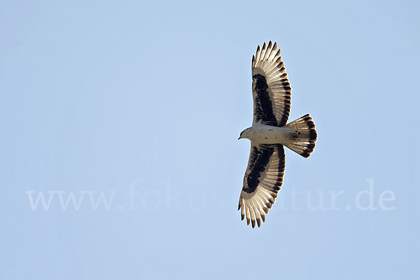 Afrikanischer Habichtsadler (Aquila spilogaster)