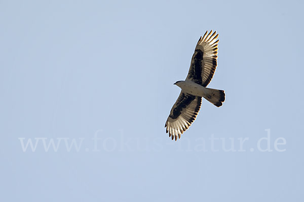 Afrikanischer Habichtsadler (Aquila spilogaster)