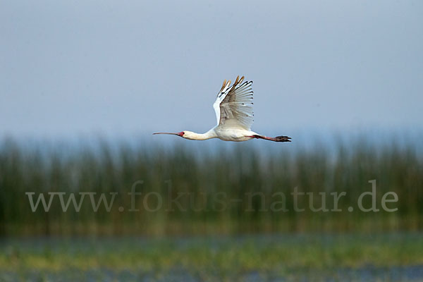 Afrikanischer Löffler (Platalea alba)