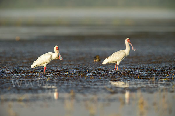 Afrikanischer Löffler (Platalea alba)