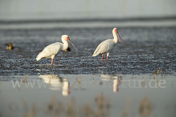 Afrikanischer Löffler (Platalea alba)