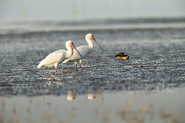 Afrikanischer Löffler (Platalea alba)