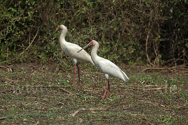 Afrikanischer Löffler (Platalea alba)