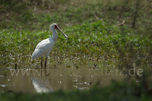 Afrikanischer Löffler (Platalea alba)