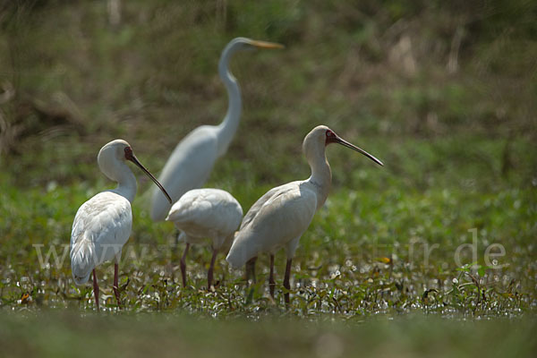 Afrikanischer Löffler (Platalea alba)