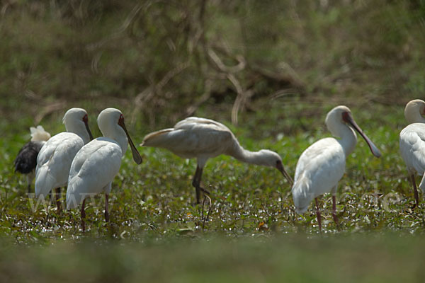 Afrikanischer Löffler (Platalea alba)