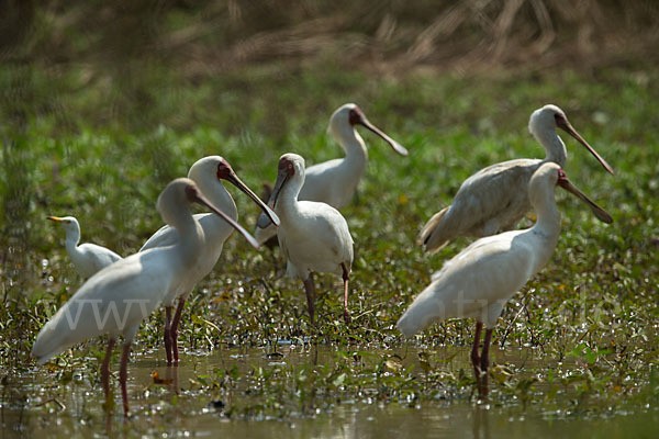 Afrikanischer Löffler (Platalea alba)